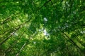 View up in the spring forest on the crowns of tall trees with young green foliage Royalty Free Stock Photo