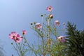 Few florets on thin stalks on the sky background. Royalty Free Stock Photo