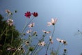 Few florets on a thin stalks on the sky background. Royalty Free Stock Photo