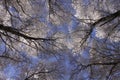 View up through tree branches in mid winter with snow on branches