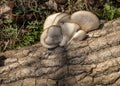 White Oyster Fungi on a Fallen Log in the Forest