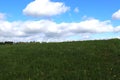 View uphill a lush dark green meadows towards the sky Royalty Free Stock Photo