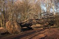 uprooted, multi stemmed beech trees in the Sababurg primeval forest