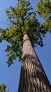 View upward of the green leaves and trunk of tall tree with a blue sky background