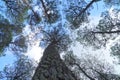 Canopy of tall conifer trees