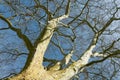 View upwards to the tree crown of an old maple-leaved plane tree Platanus acerifolia