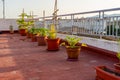 View of the urban garden of plastic pots with various vegetables full production. Eco food concept.