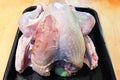 View of a utility turkey with its breast skin damaged