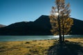 View through tree on lake Akkem near mountain Belukha