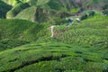 View of valley filled with tea plantations in Cameron Highlands, Malaysia. Royalty Free Stock Photo