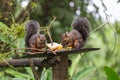 View of the variegated squirrel Royalty Free Stock Photo