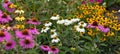 View at a variety of white, yellow and pink coneflowers (echinacea) - panorama Royalty Free Stock Photo