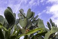 View of various breeds of cacti with fruits against the background of a blue sky with clouds.