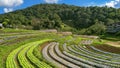 View of various organic vegetables cultivation on the hill in northern Thailand