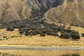 View of various trees and bushes on the yellow meadow in the mountain, near Querococha Lake (altitude 3980 masl)