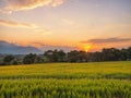 View of vast expanses of rice fields, with the sunset Royalty Free Stock Photo