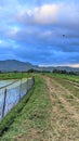 view of the vast rice fields Royalty Free Stock Photo