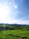 view of the vast tea garden with beautiful blue sky in the morning. Royalty Free Stock Photo