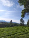 view of the vast tea garden with beautiful blue sky in the morning. Royalty Free Stock Photo