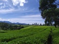 view of the vast tea garden with beautiful blue sky in the morning. Royalty Free Stock Photo