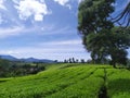 view of the vast tea garden with beautiful blue sky in the morning. Royalty Free Stock Photo