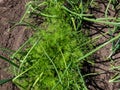 View of vegetable bed with green onions, chives and dill plants growing in the garden. The concept of agriculture, vegetable Royalty Free Stock Photo