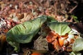 Vegetable parings and scraps on a compost heap. Royalty Free Stock Photo