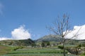 View of vegetable plantation in the mountains of Temanggung, Central Java, Indonesia Royalty Free Stock Photo