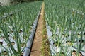 View of vegetable plantation in the mountains of Temanggung, Central Java, Indonesia Royalty Free Stock Photo