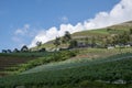 View of vegetable plantation in the mountains of Temanggung, Central Java, Indonesia Royalty Free Stock Photo
