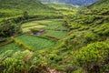 View of vegetable and tea plantations in the Cameron Highlands, Malays Royalty Free Stock Photo