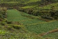 View of vegetable and tea plantations in the Cameron Highlands, Malays Royalty Free Stock Photo