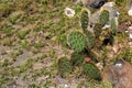 View of vegetation of desert ecosystem with nopales, cacti and cacti with thorns