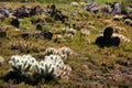 View of vegetation of desert ecosystem with nopales, cacti and cacti with thorns