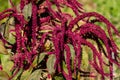 View of velvet love-lies-bleeding amaranthus caudatus growing in the summer garden Royalty Free Stock Photo