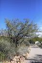 View of Velvet Mesquite, Prosopis velutina Royalty Free Stock Photo