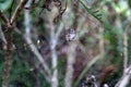 VENTRAL SIDE OF TROPICAL TENT-WEB SPIDER