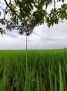 A view of a verdant rice field and shady trees