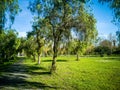 View of very green trees and grass in a park of Puerto de Sagunto