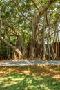 View of very old banyan tree in a green garden, Chennai, India, April 01 2017