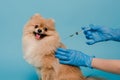 View of veterinarian in latex gloves making vaccination for pomeranian spitz dog isolated on blue Royalty Free Stock Photo