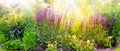 View of vibrant purple foxglove flowers blossoming, growing in remote field or home garden. Group of delicate, fresh Royalty Free Stock Photo