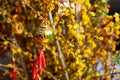 Vietnamese New Year yellow flowers