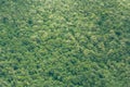 View of Vietnamese rainforrest (green jungle) Royalty Free Stock Photo