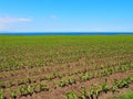 View of a corn field growing up Royalty Free Stock Photo