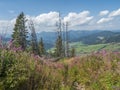 view on village Liptovska Luzna with pink blooming flowers at foothills of Low Tatras mountains with mountains. Slovakia Royalty Free Stock Photo