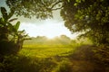 View of village with paddy field in Indonesia Royalty Free Stock Photo