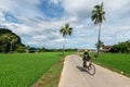 a view of a village with rice fields on the left and right and the activity of a man cycling across the road. Royalty Free Stock Photo