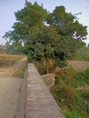 View of the village of rural India with agricultural fields and trees from the embankment of a small water body. Royalty Free Stock Photo