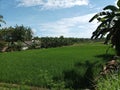 The view of the village is a stretch of green swang during the day